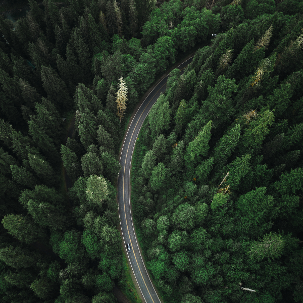 circle-image-birds-eye-view-of-long-road-cutting-through-thick-forect-trees-canva-600x600