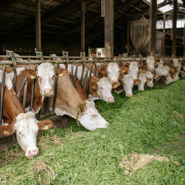 cows-in-factory-farm-eating-behind-a-metal-fence-canva-600x600